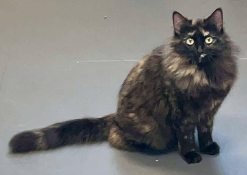 Halestorm, Adult Female unknown