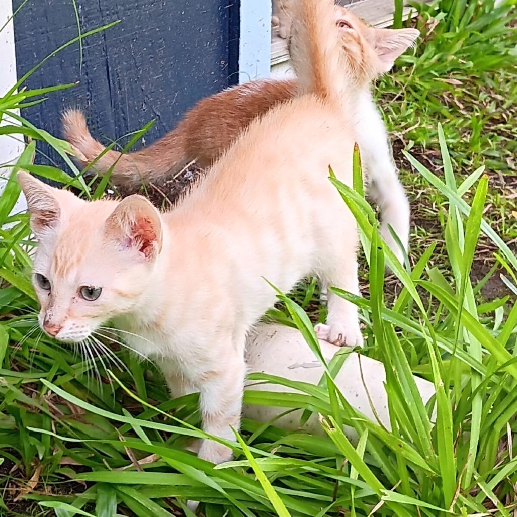 Makani (COH-A-64093), Adoptable, Young Male Domestic Short Hair.