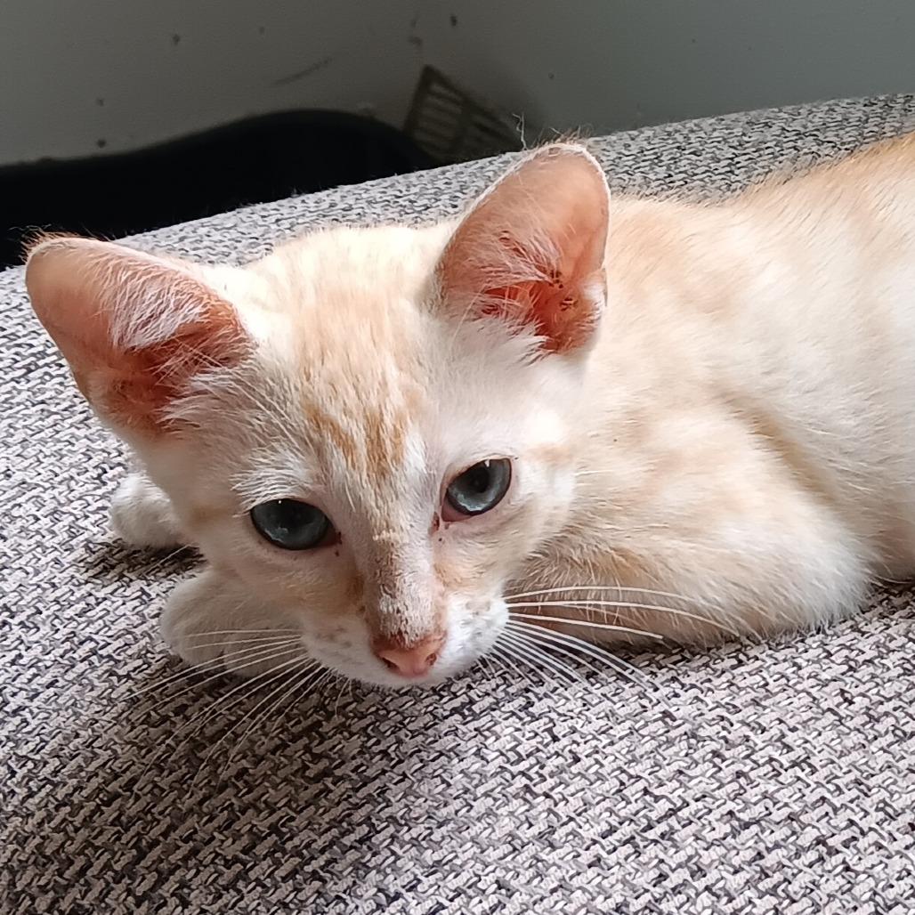 Makani (COH-A-64093), Adoptable, Young Male Domestic Short Hair.