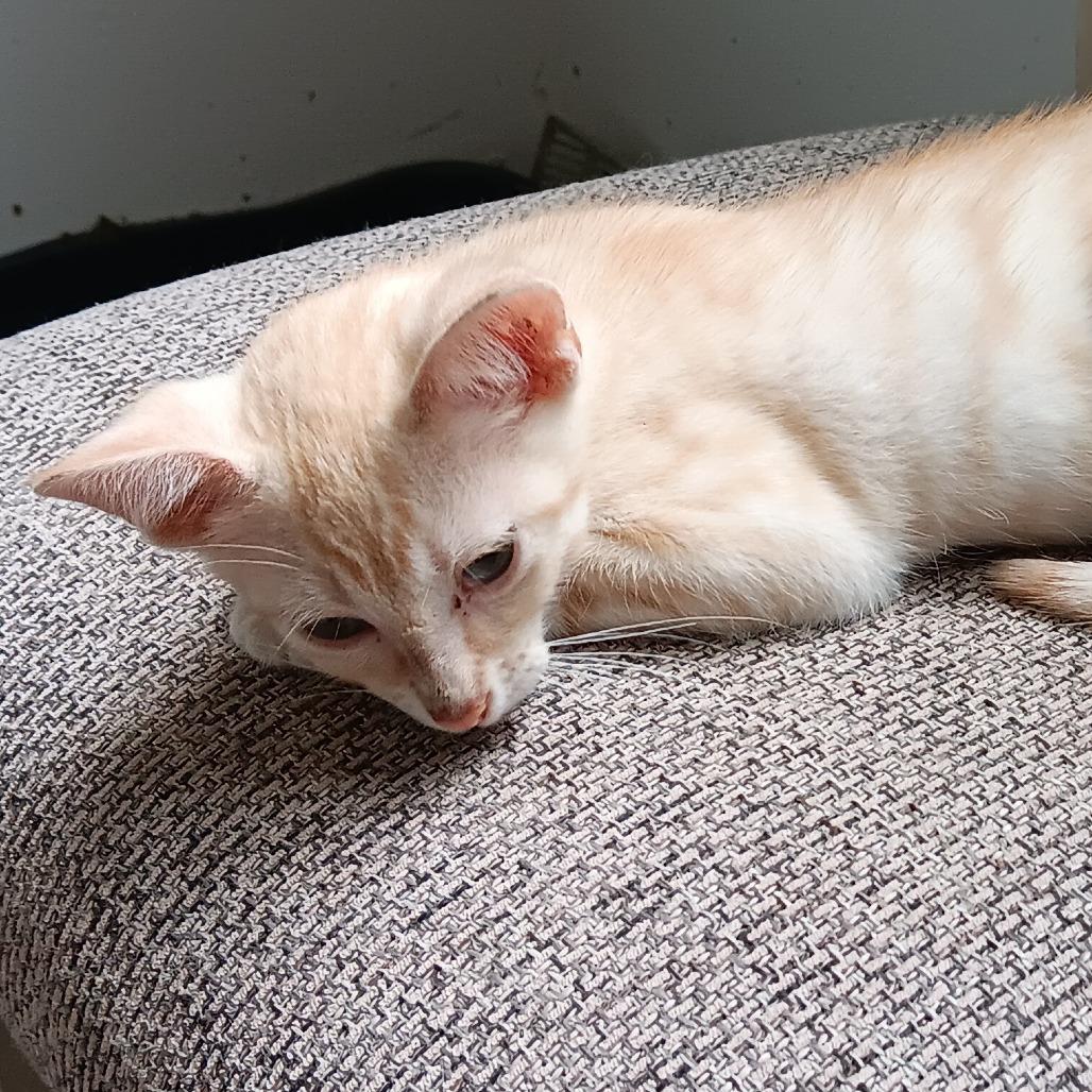 Makani (COH-A-64093), a Adoptable Domestic Short Hair in Volcano, HI image 3/6