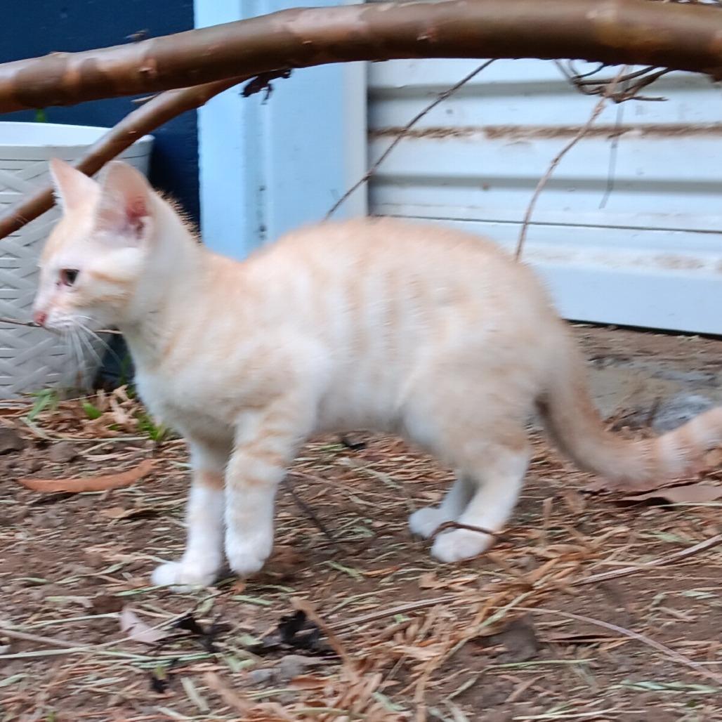 Makani (COH-A-64093), a Adoptable Domestic Short Hair in Volcano, HI image 4/6