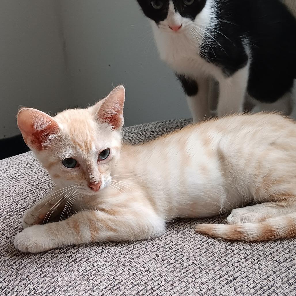 Makani (COH-A-64093), a Adoptable Domestic Short Hair in Volcano, HI image 5/6