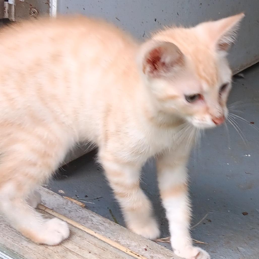 Makani (COH-A-64093), a Adoptable Domestic Short Hair in Volcano, HI image 6/6