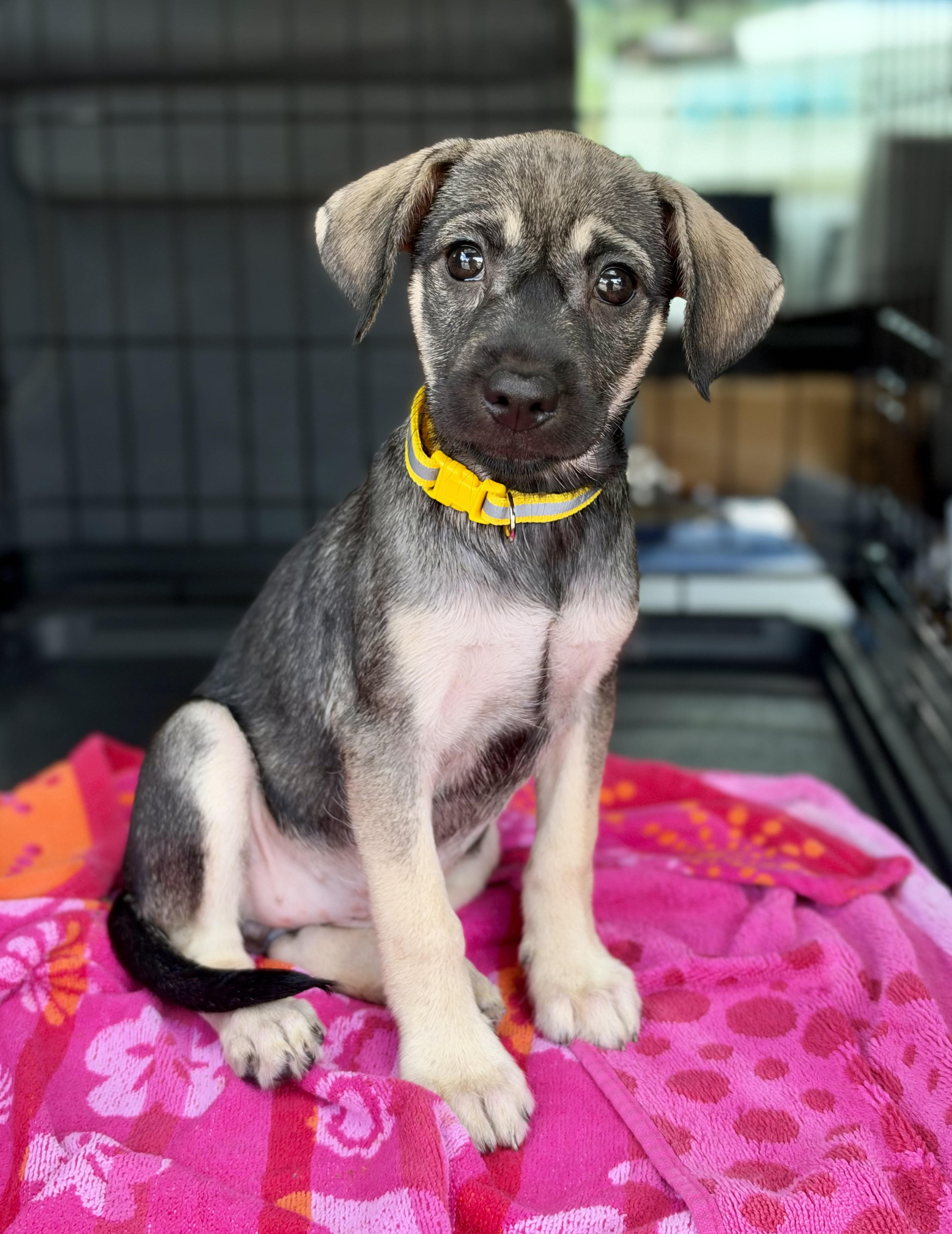 Enlarge Crock Pot, a Adoptable mixed breed in Mt Pleasant, SC image 3/4