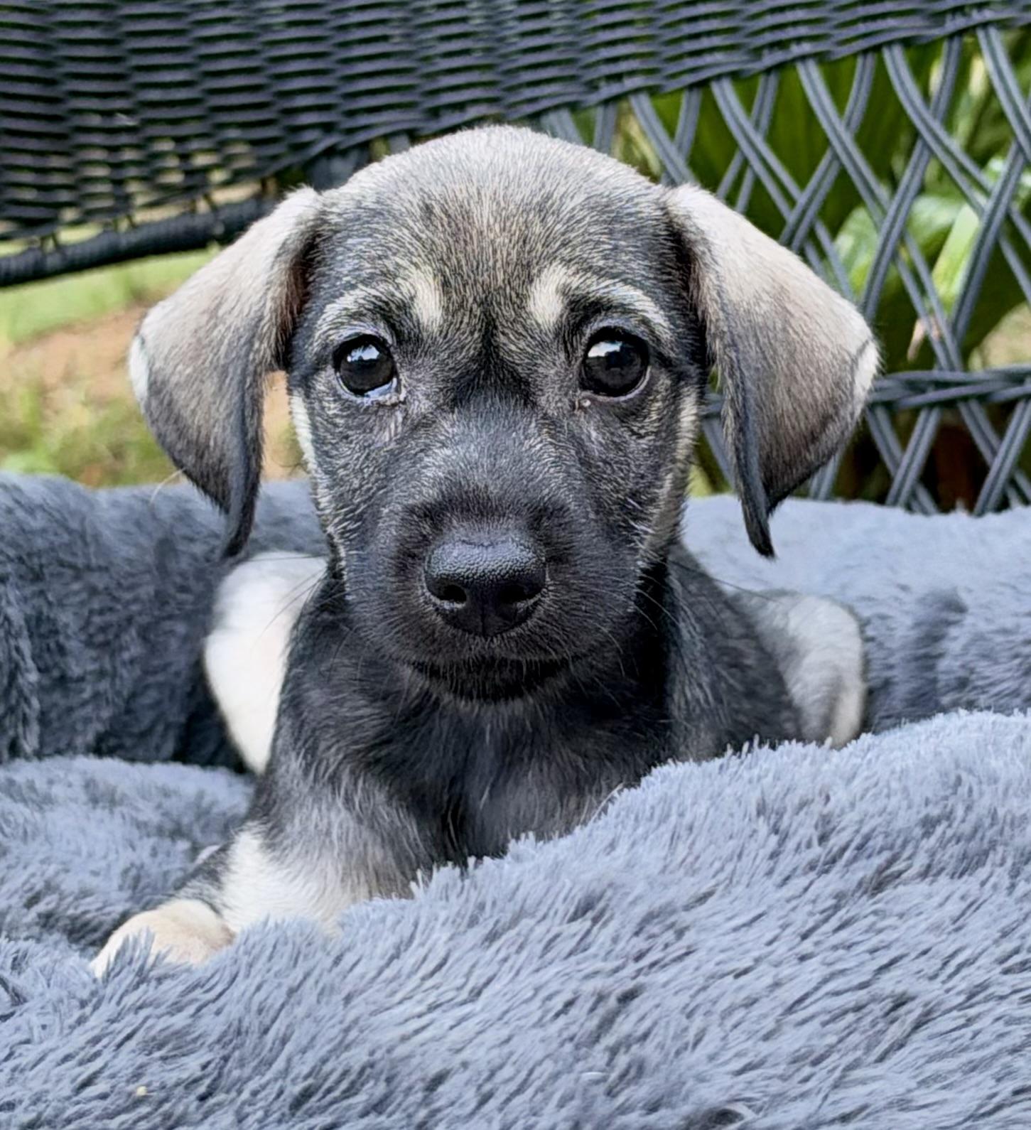 Enlarge Crock Pot, a Adoptable mixed breed in Mt Pleasant, SC image 4/4