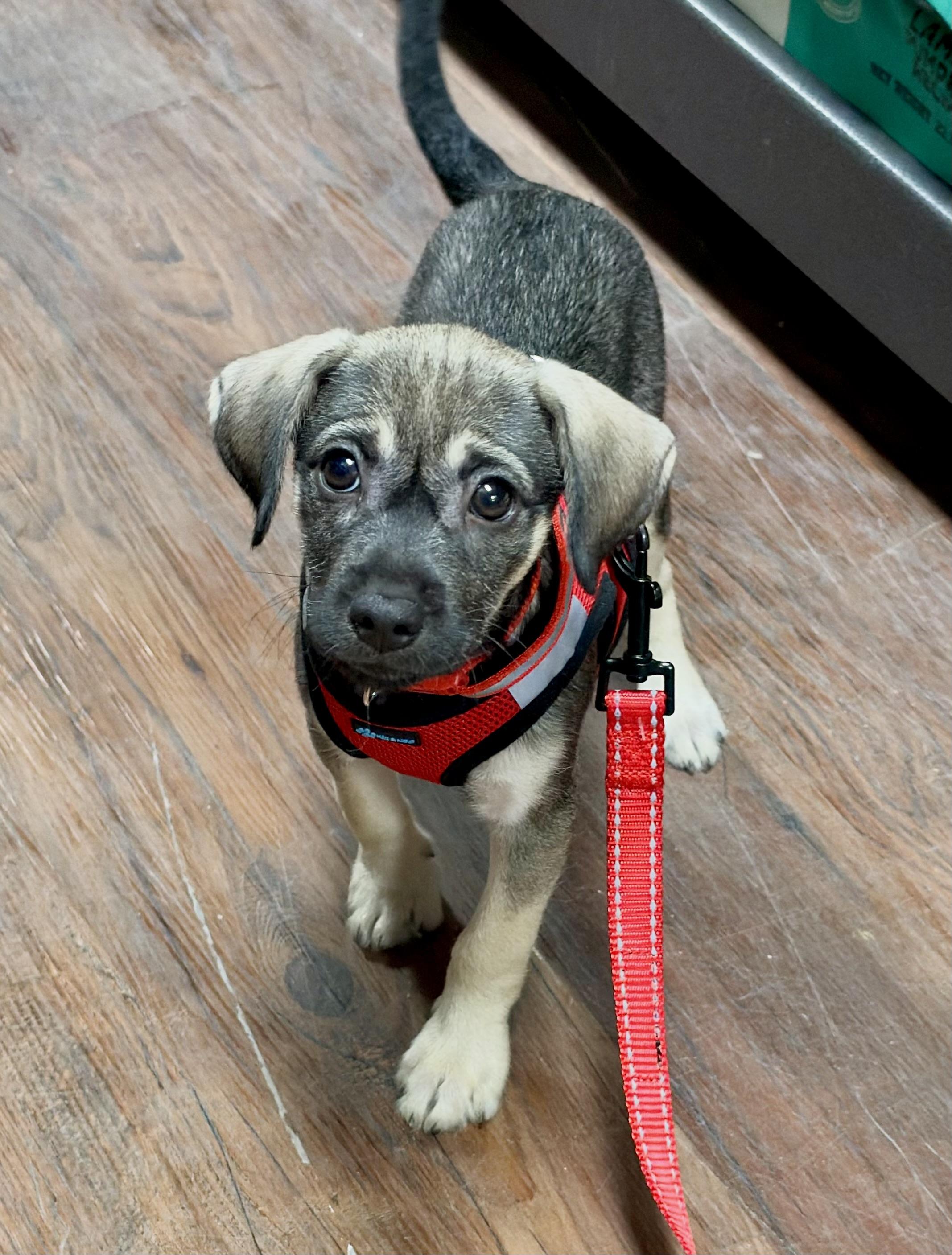 Enlarge Crock Pot, a Adoptable mixed breed in Mt Pleasant, SC image 2/4