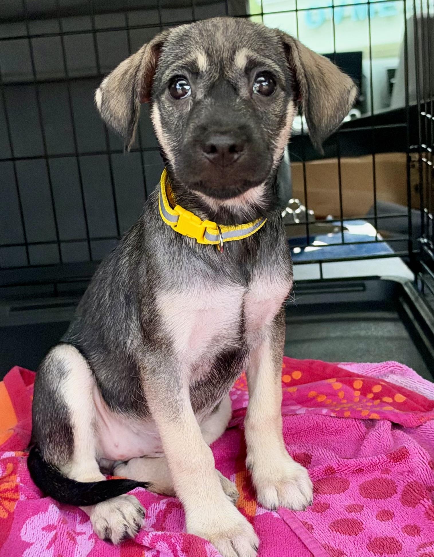 Crock Pot, Adoptable, Puppy Female Mixed Breed.