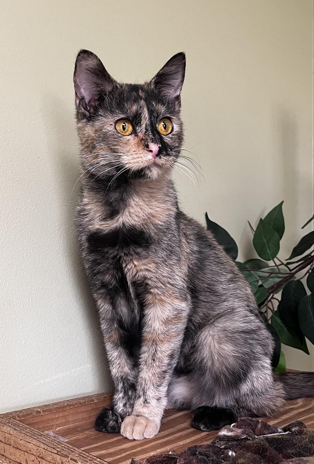 Enlarge Emerson, a Adoptable Domestic Short Hair in Hastings, NE image 2/4