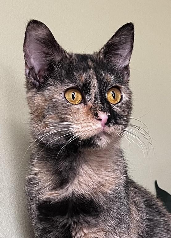 Emerson, Adoptable, Adult Female Domestic Short Hair.