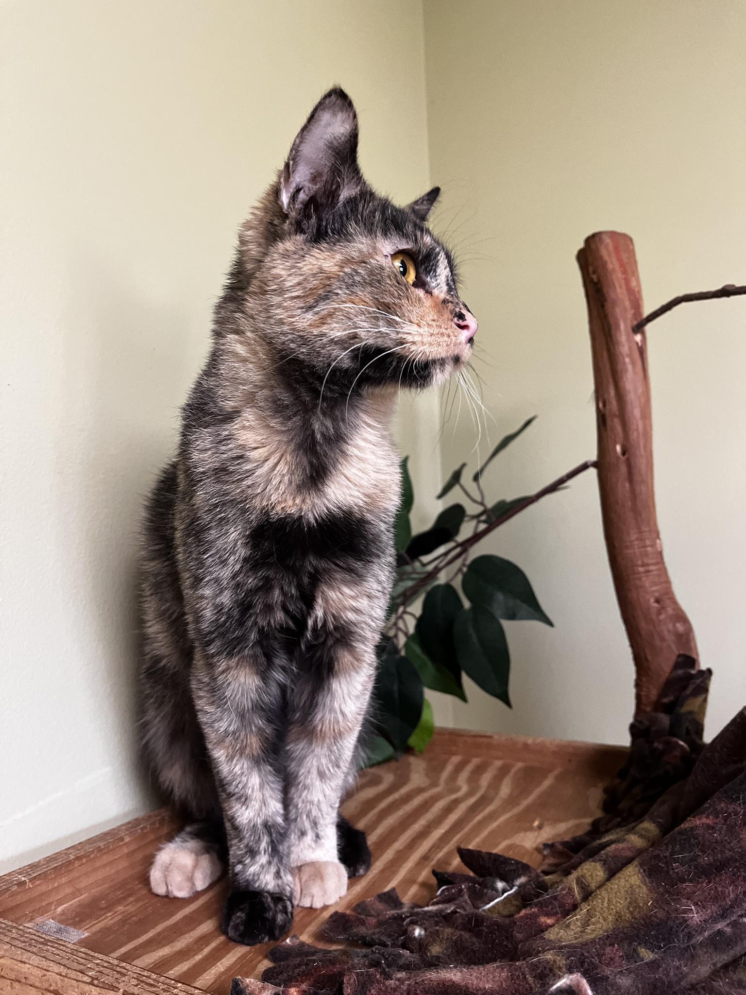 Enlarge Emerson, a Adoptable Domestic Short Hair in Hastings, NE image 3/4