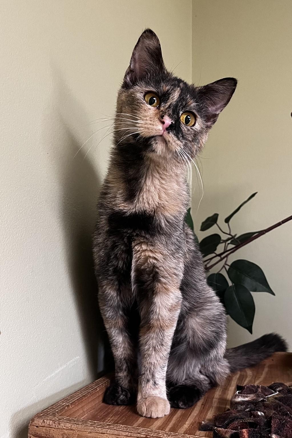 Enlarge Emerson, a Adoptable Domestic Short Hair in Hastings, NE image 4/4