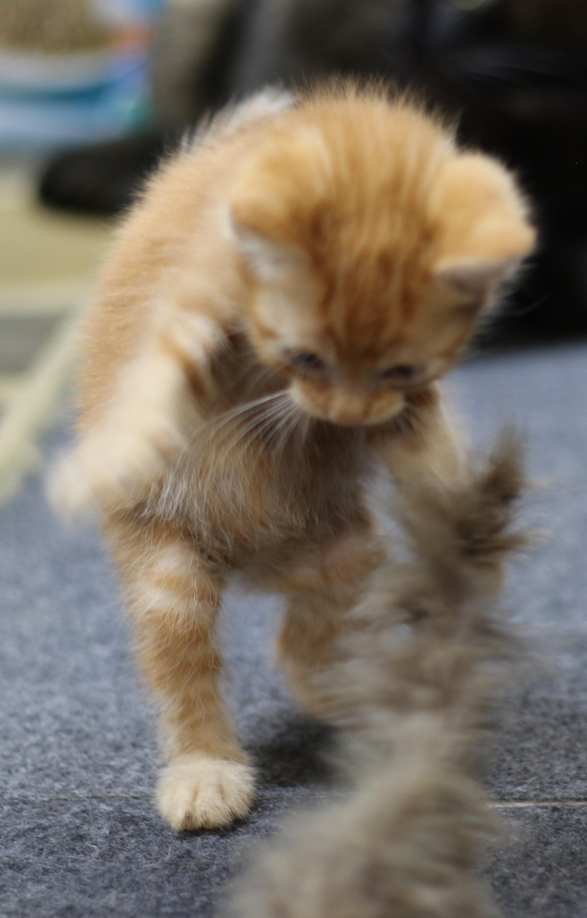 Ollie, an adoptable Domestic Short Hair in Cut Bank, MT, 59427 | Photo Image 5