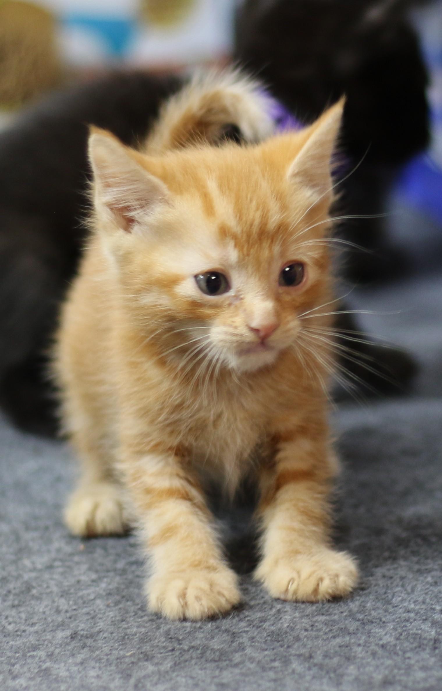 Ollie, an adoptable Domestic Short Hair in Cut Bank, MT, 59427 | Photo Image 2