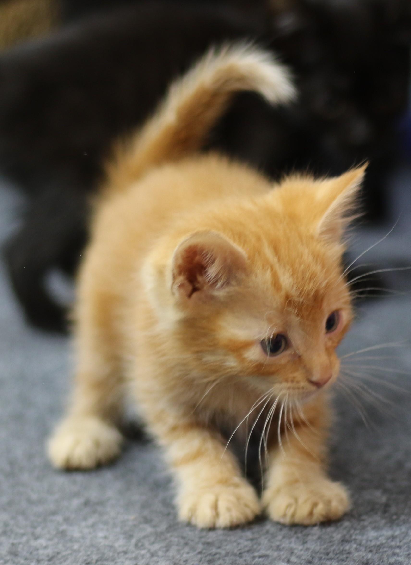 Ollie, an adoptable Domestic Short Hair in Cut Bank, MT, 59427 | Photo Image 3
