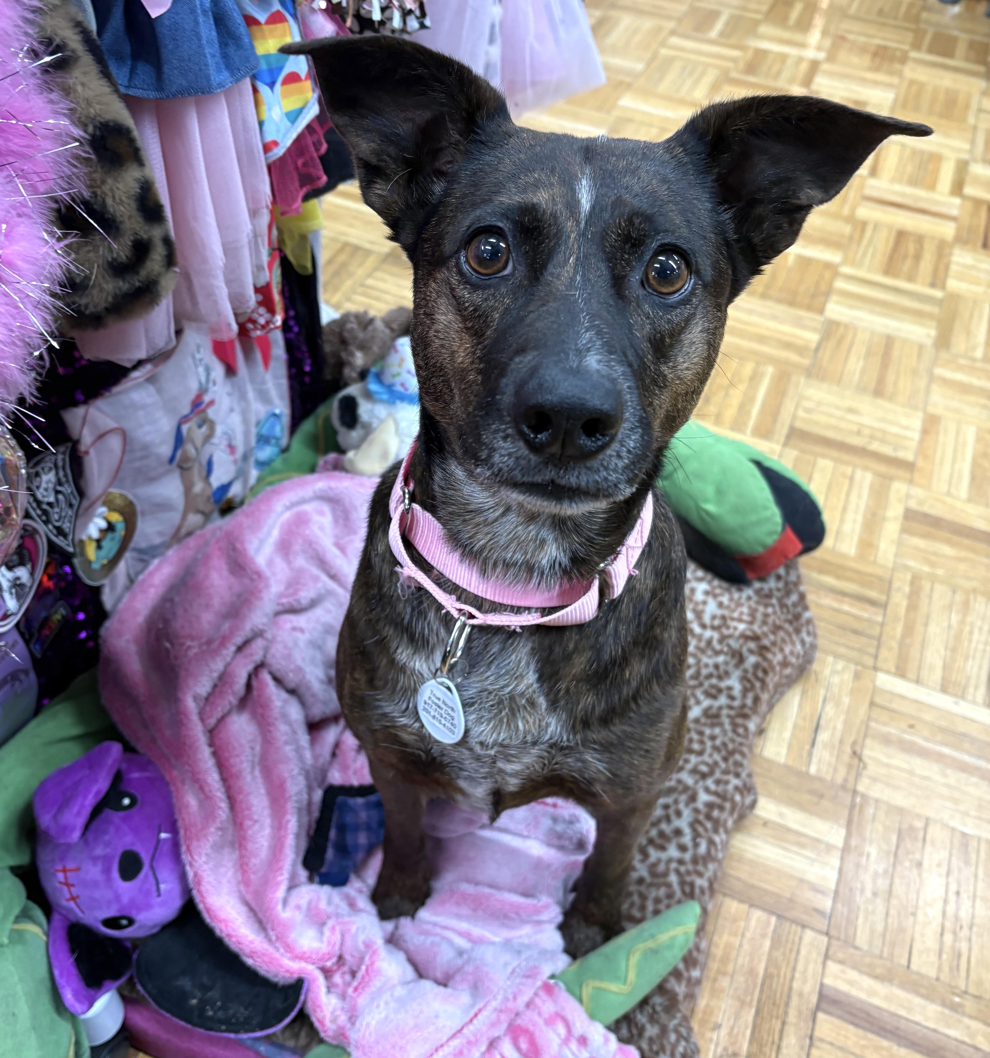 Enlarge Bam Bam, a ADOPTABLE mixed breed in Brooklyn, NY image 4/6