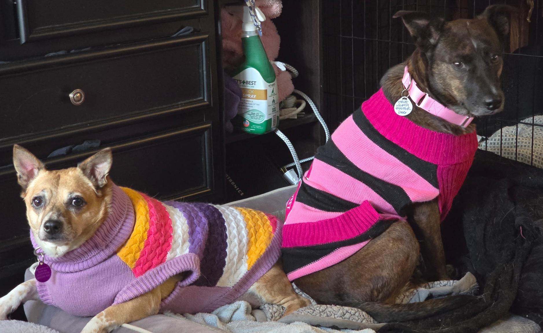 Enlarge Bam Bam, a ADOPTABLE mixed breed in Brooklyn, NY image 5/6