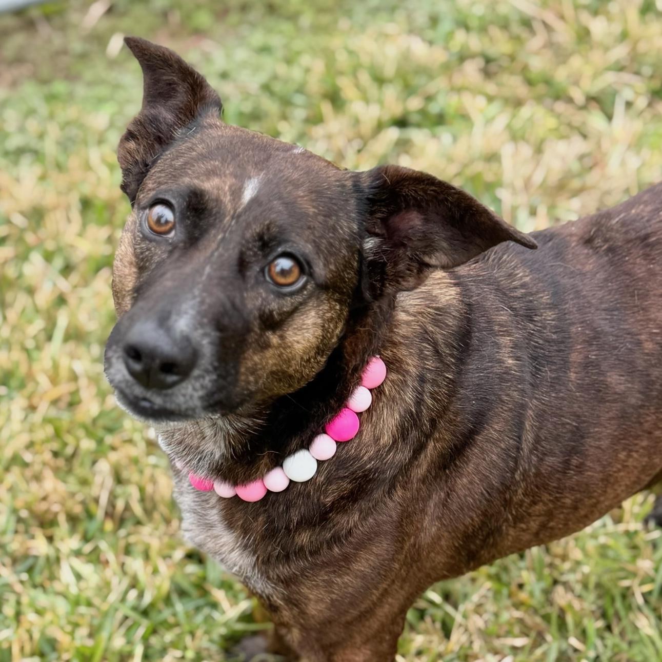 Enlarge Bam Bam, a ADOPTABLE mixed breed in Brooklyn, NY image 1/6