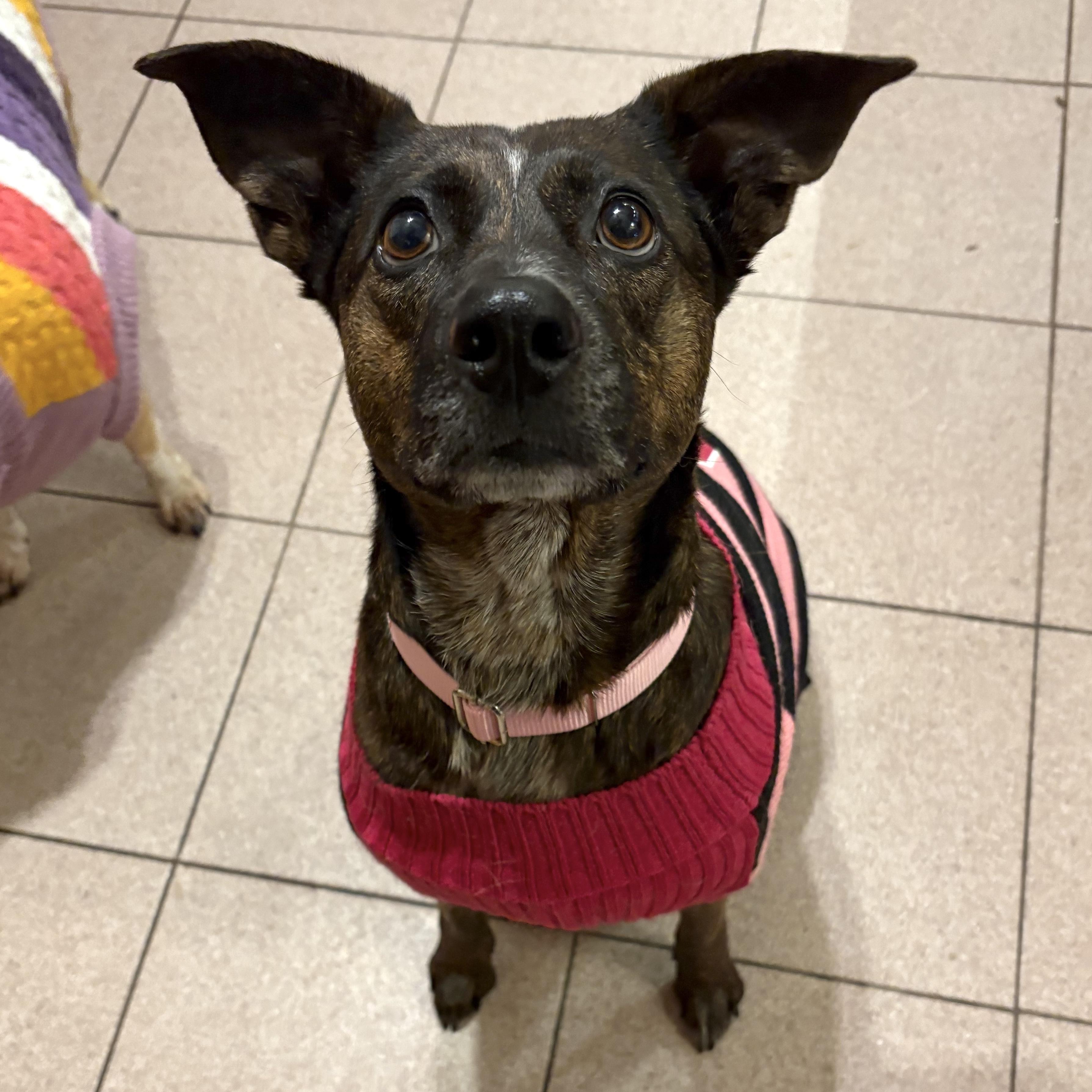 Enlarge Bam Bam, a ADOPTABLE mixed breed in Brooklyn, NY image 2/6