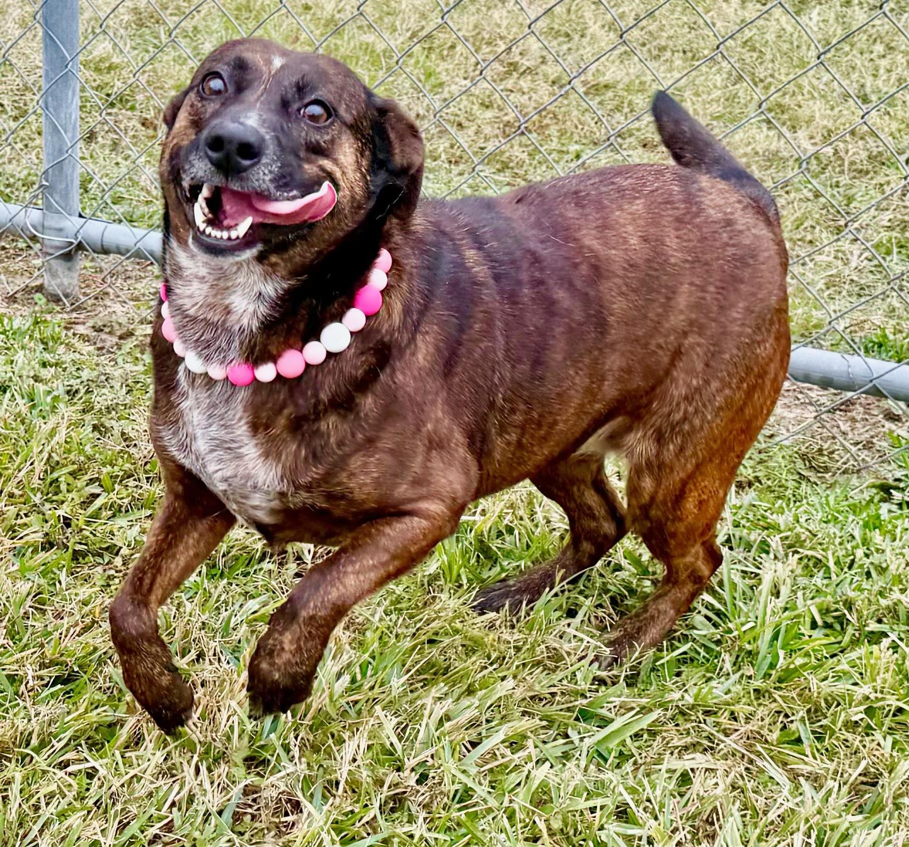 Enlarge Bam Bam, a ADOPTABLE mixed breed in Brooklyn, NY image 3/6