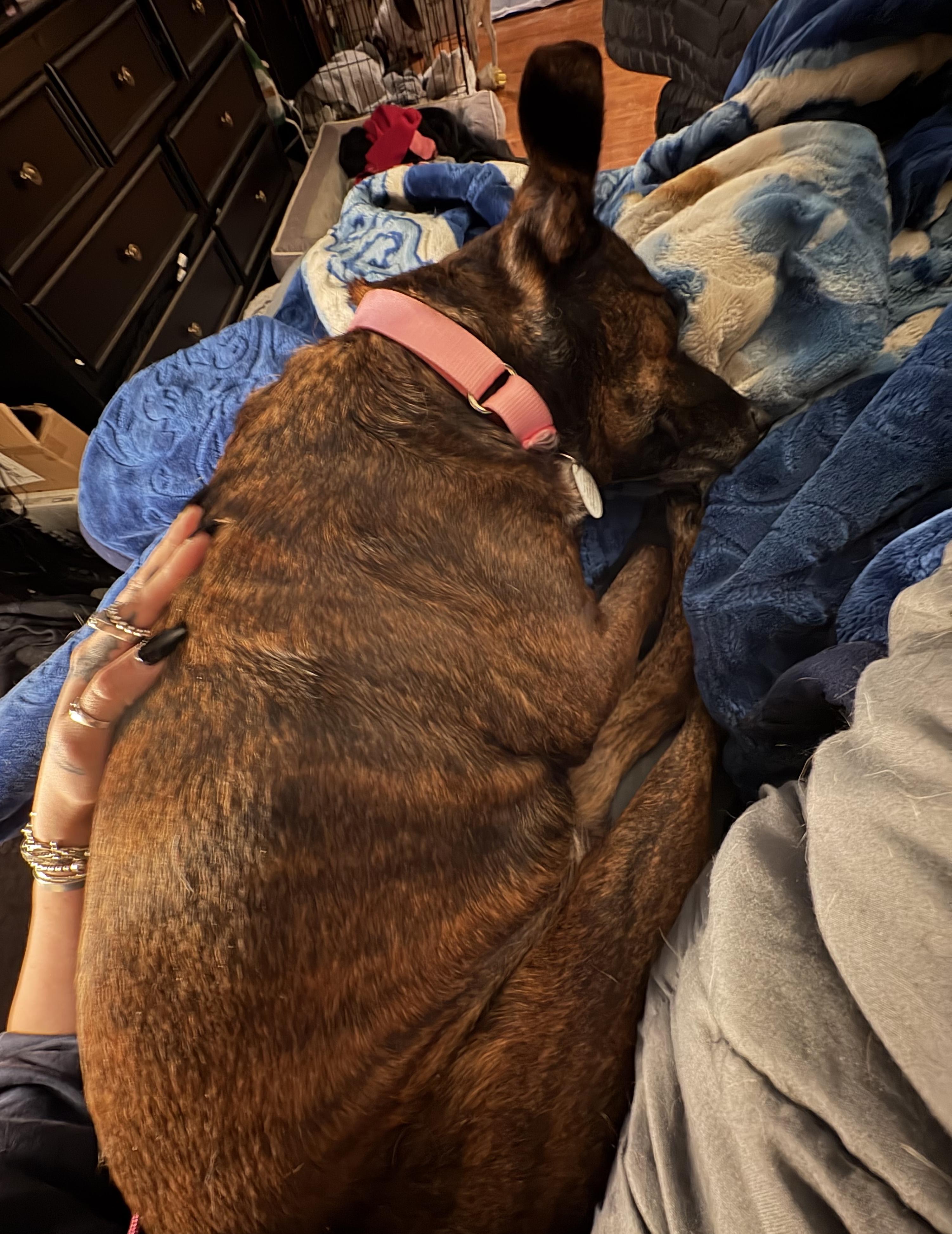 Enlarge Bam Bam, a ADOPTABLE mixed breed in Brooklyn, NY image 6/6