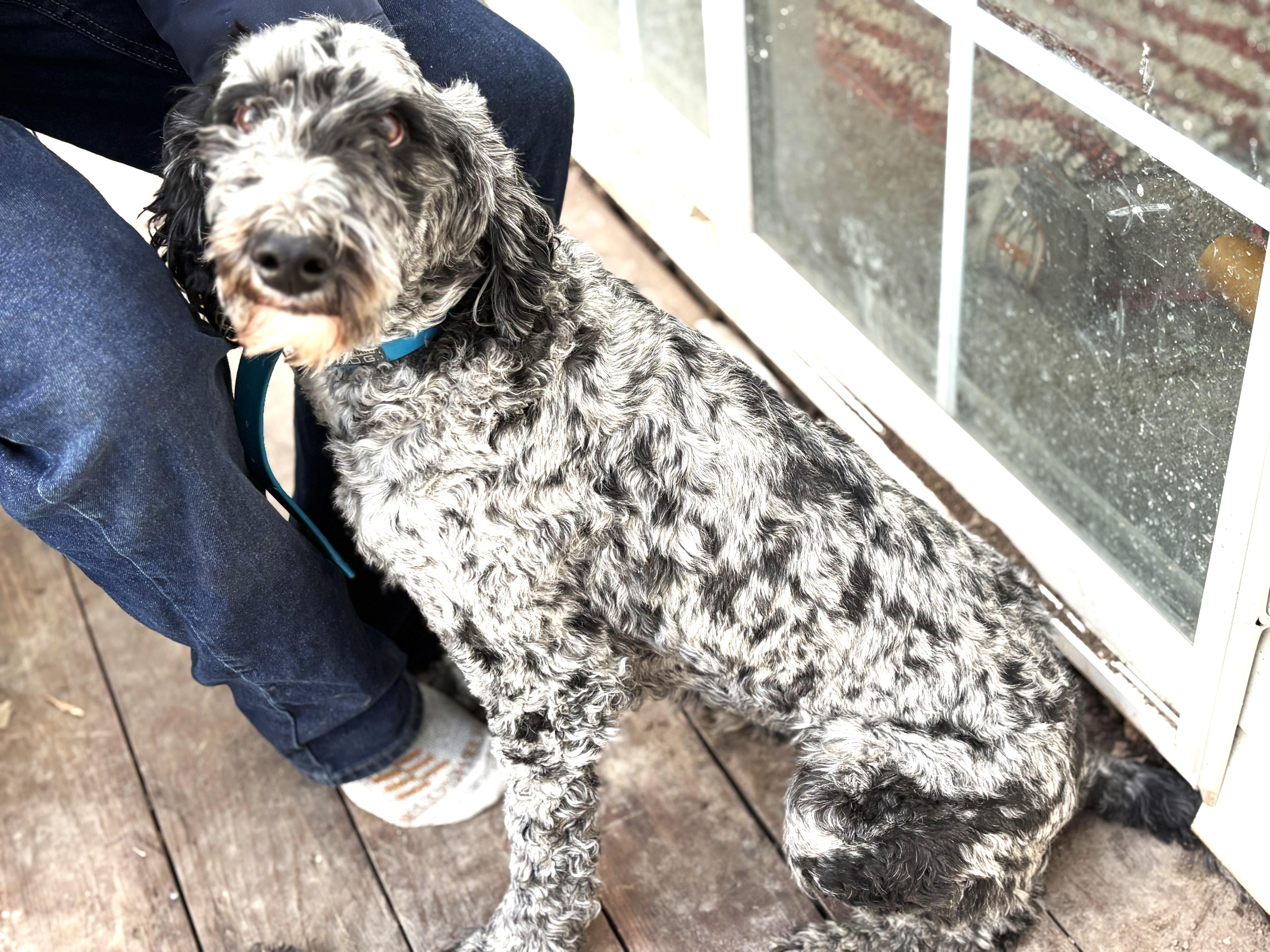 Enlarge Remi, a ADOPTABLE Bernadoodle in Diamondville, WY image 1/1
