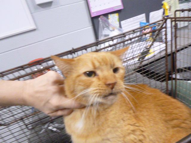 Enlarge REGAL, a Adoptable Domestic Short Hair in Kalamazoo, MI image 1/1