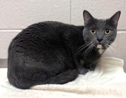 Kih-Kee, Adoptable, Adult Female Domestic Short Hair & Domestic Short Hair.