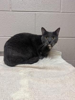 Enlarge Kih-Kee, a Adoptable mixed breed in New Albany, IN image 2/2