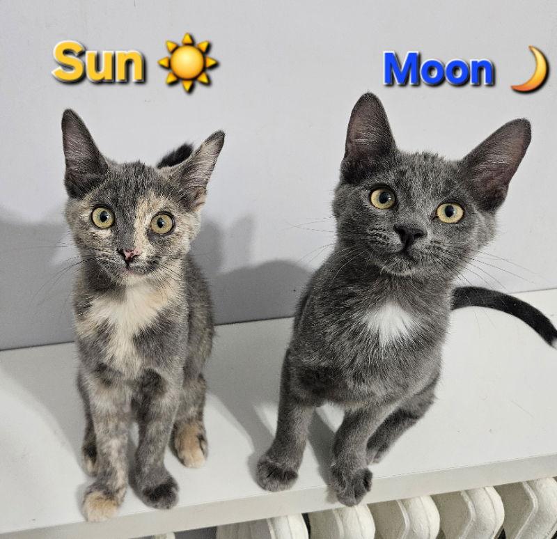 Enlarge Moon , a ADOPTABLE Domestic Short Hair in Antioch, IL image 2/2