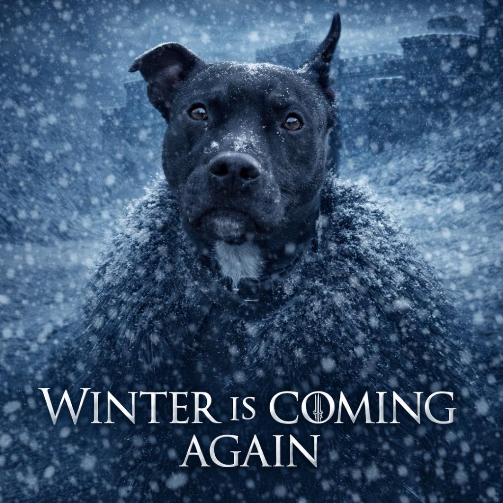 Tiny Torque, Adoptable, Young Male American Staffordshire Terrier.