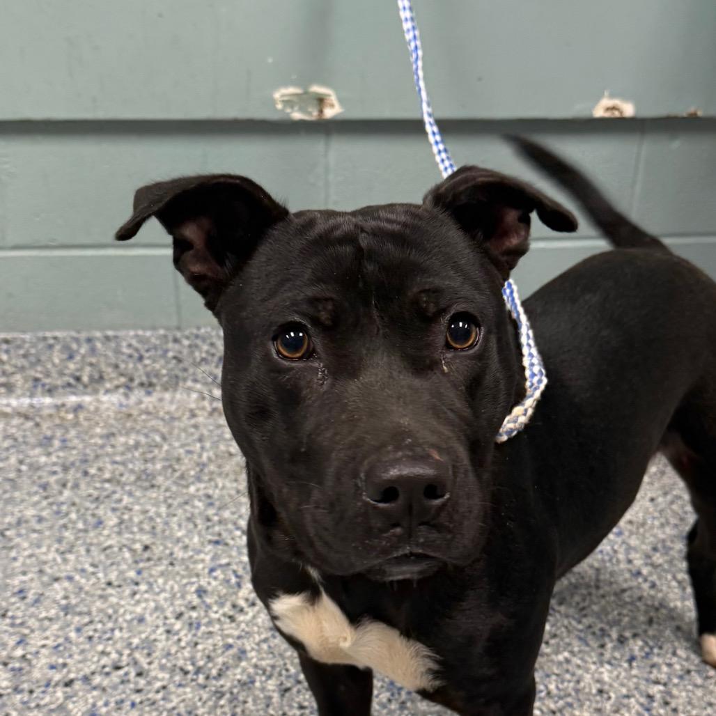 Enlarge Tiny Torque, a Adoptable mixed breed in Greenville, SC image 2/3