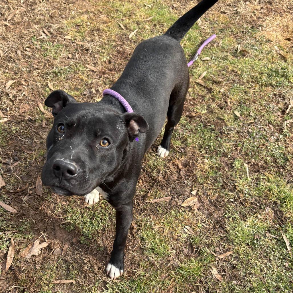 Enlarge Tiny Torque, a Adoptable mixed breed in Greenville, SC image 3/3