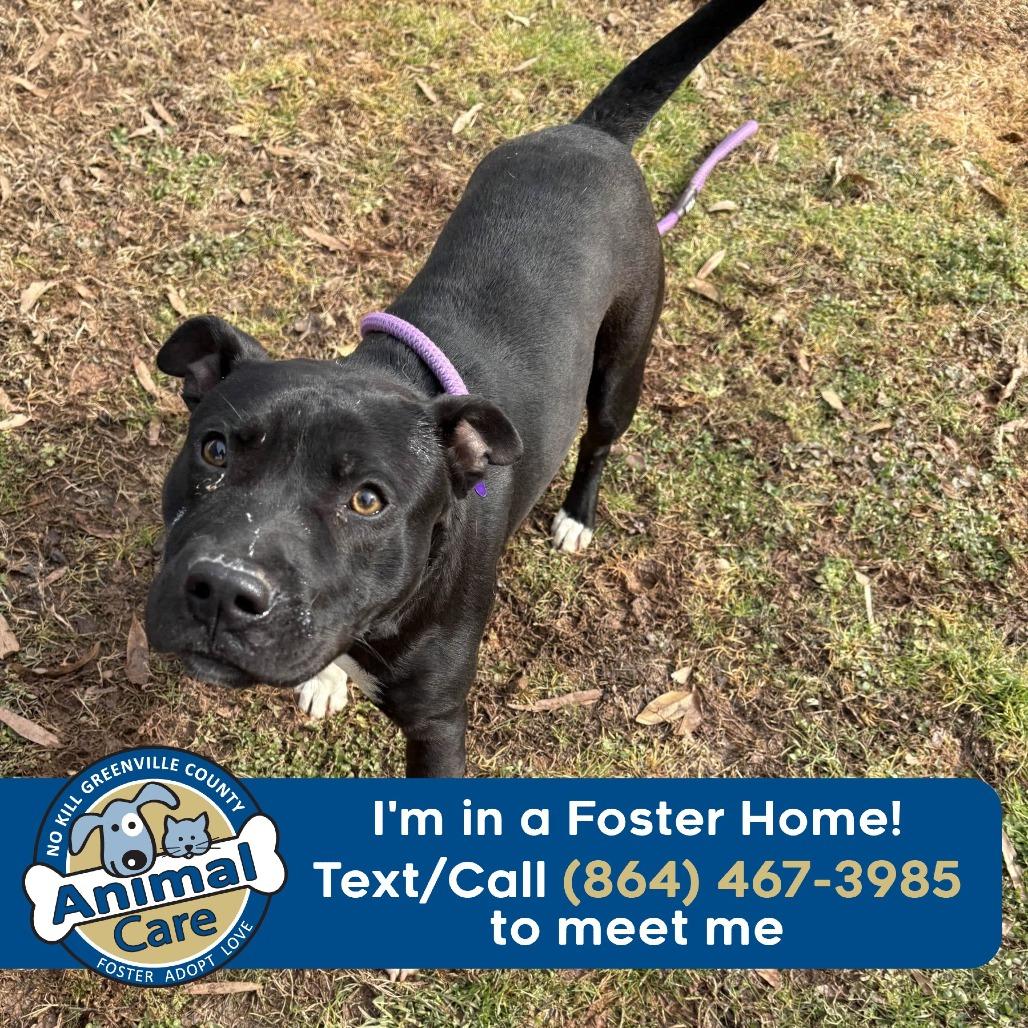 Enlarge Tiny Torque, a Adoptable mixed breed in Greenville, SC image 4/4