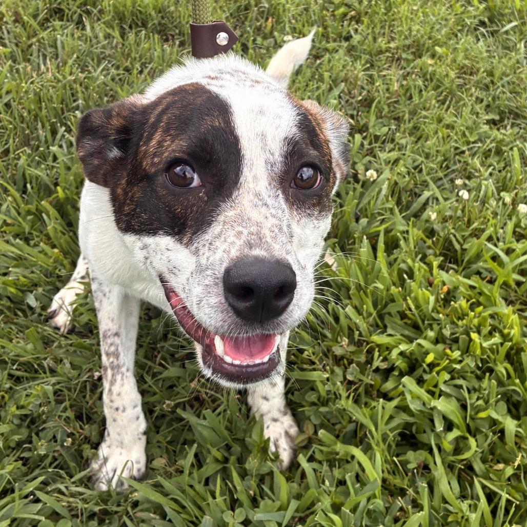 Bubba, Adoptable, Young Male Mountain Cur & Australian Cattle Dog / Blue Heeler.