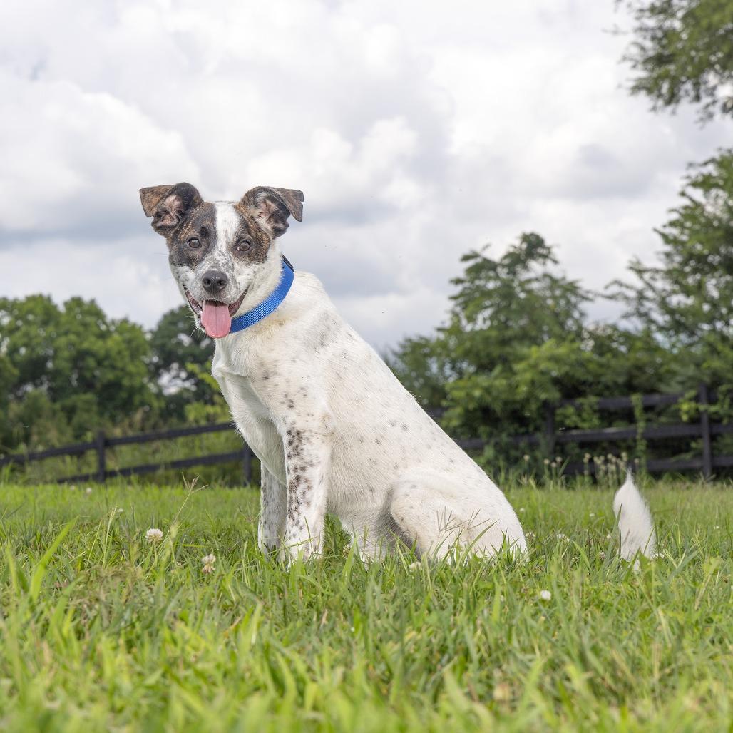 Enlarge Bubba, a Adoptable mixed breed in Franklin, TN image 2/3