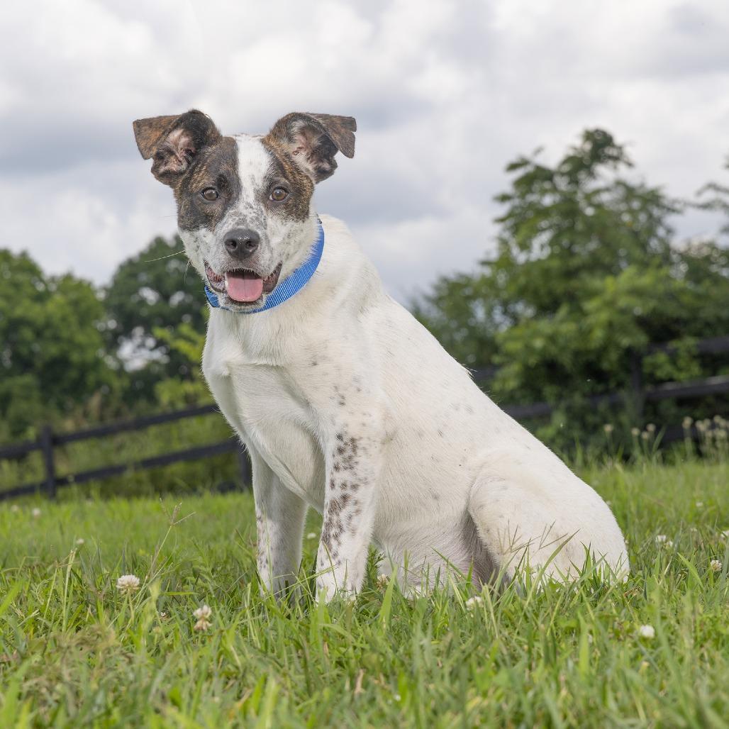 Enlarge Bubba, a Adoptable mixed breed in Franklin, TN image 3/3