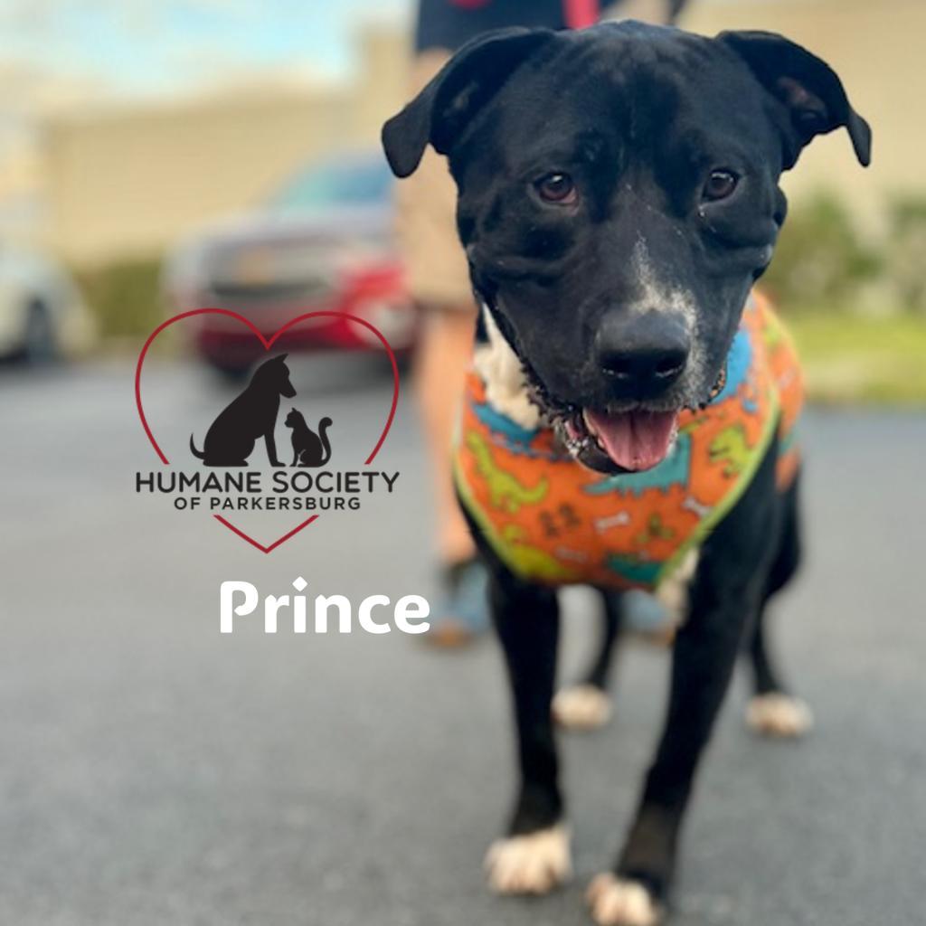 Prince, Adoptable, Adult Male Black Labrador Retriever & Pit Bull Terrier.