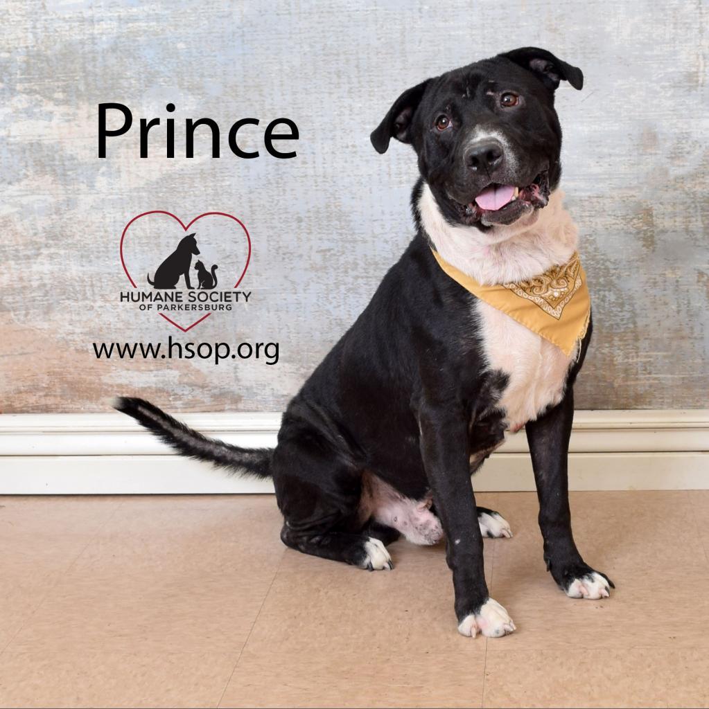 Prince, a Adoptable mixed breed in Parkersburg, WV image 2/6