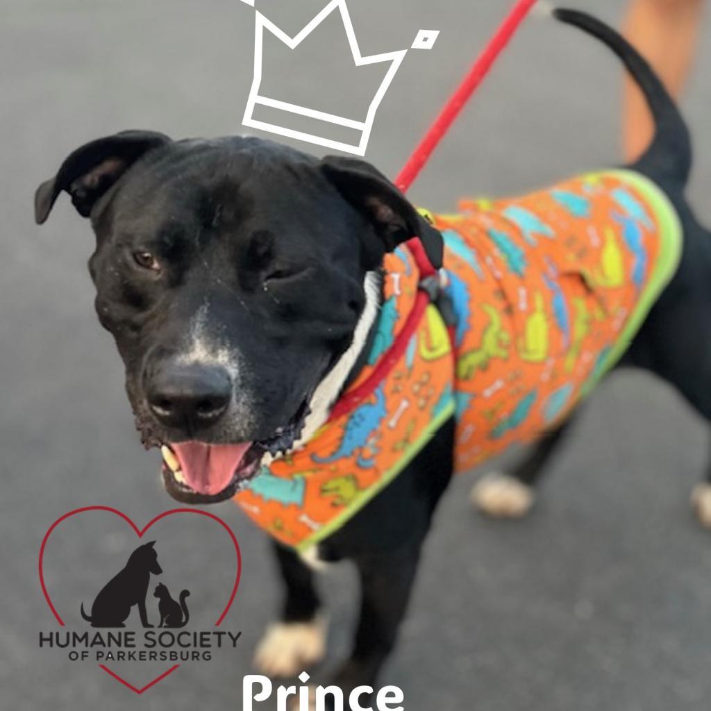 Enlarge Prince, a Adoptable mixed breed in Parkersburg, WV image 2/6