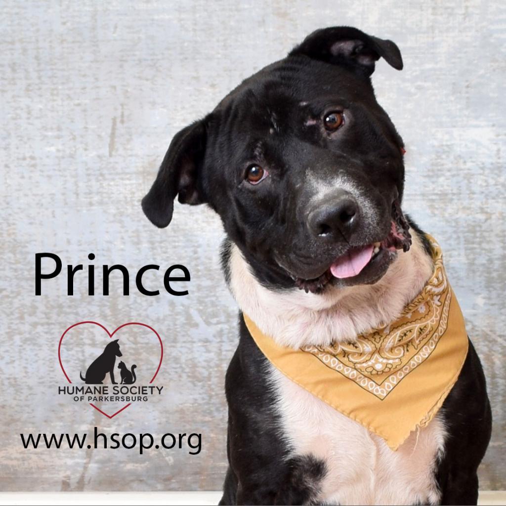 Enlarge Prince, a Adoptable mixed breed in Parkersburg, WV image 3/6
