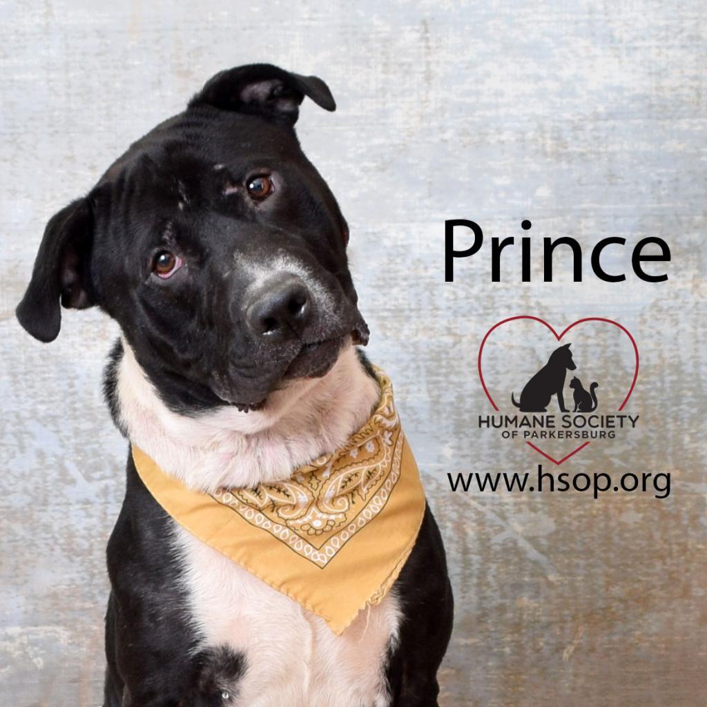 Prince, a Adoptable mixed breed in Parkersburg, WV image 4/6
