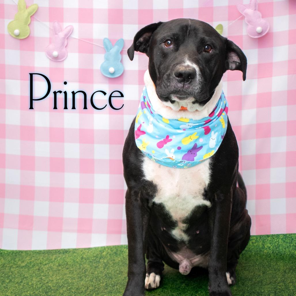 Enlarge Prince, a Adoptable mixed breed in Parkersburg, WV image 5/6
