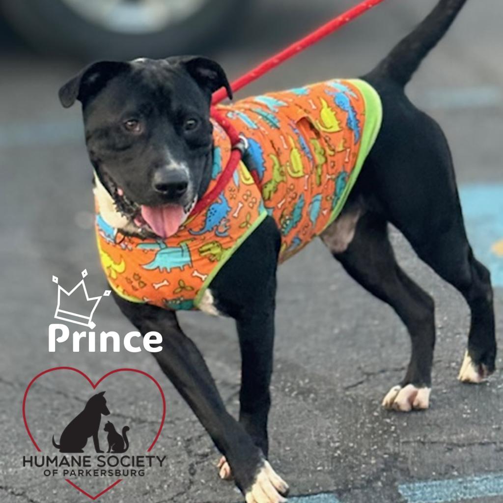 Enlarge Prince, a Adoptable mixed breed in Parkersburg, WV image 6/6