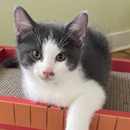 Yaz, ADOPTABLE, Kitten Male Domestic Short Hair.
