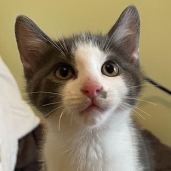 Enlarge Yaz, a ADOPTABLE Domestic Short Hair in Ottawa, ON image 4/4