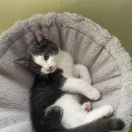 Enlarge Yaz, a ADOPTABLE Domestic Short Hair in Ottawa, ON image 2/4