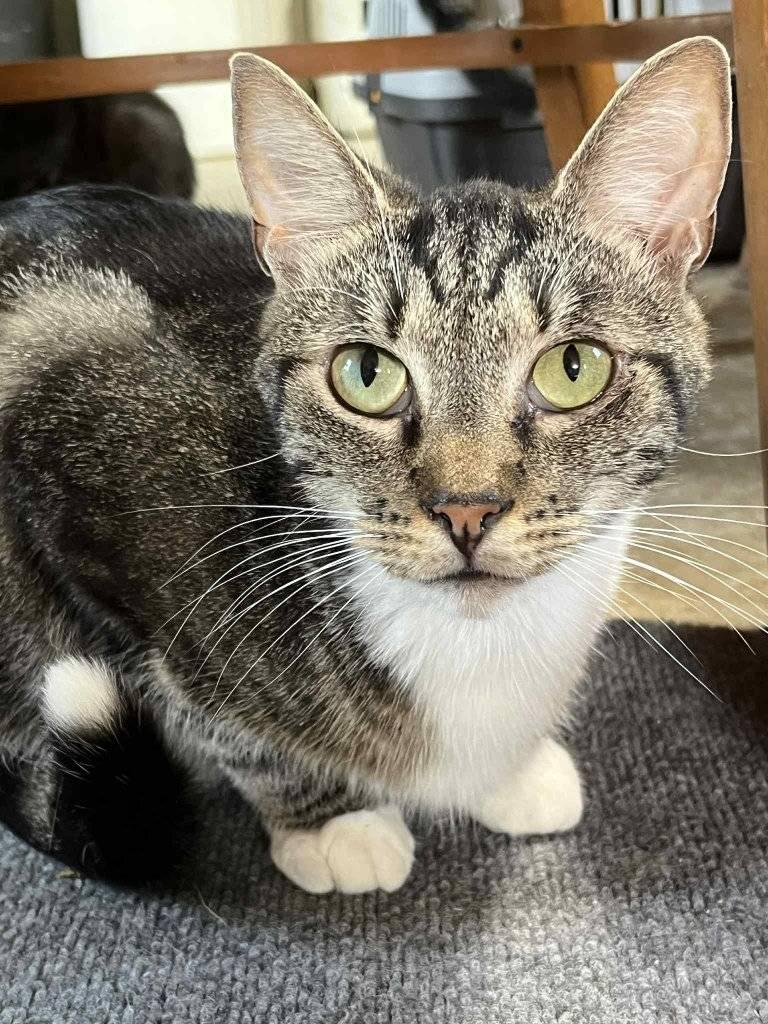 Birkley, Adoptable, Adult Male American Shorthair.