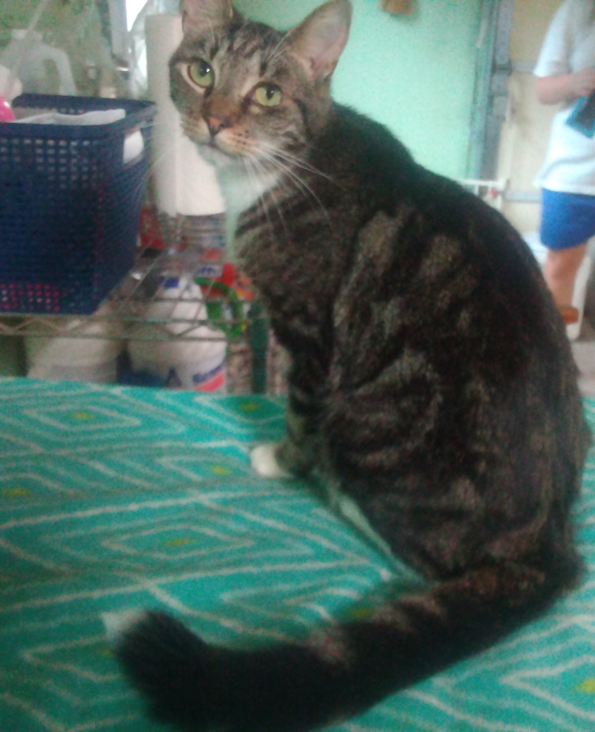 Enlarge Birkley, a Adoptable American Shorthair in Scotland Neck, NC image 2/2