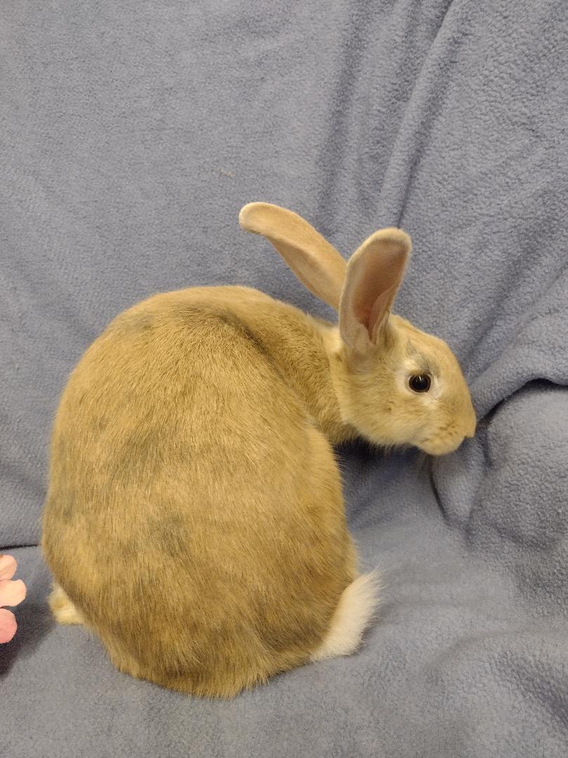 Shaela, a Adoptable Harlequin in Plymouth, MI image 1/3