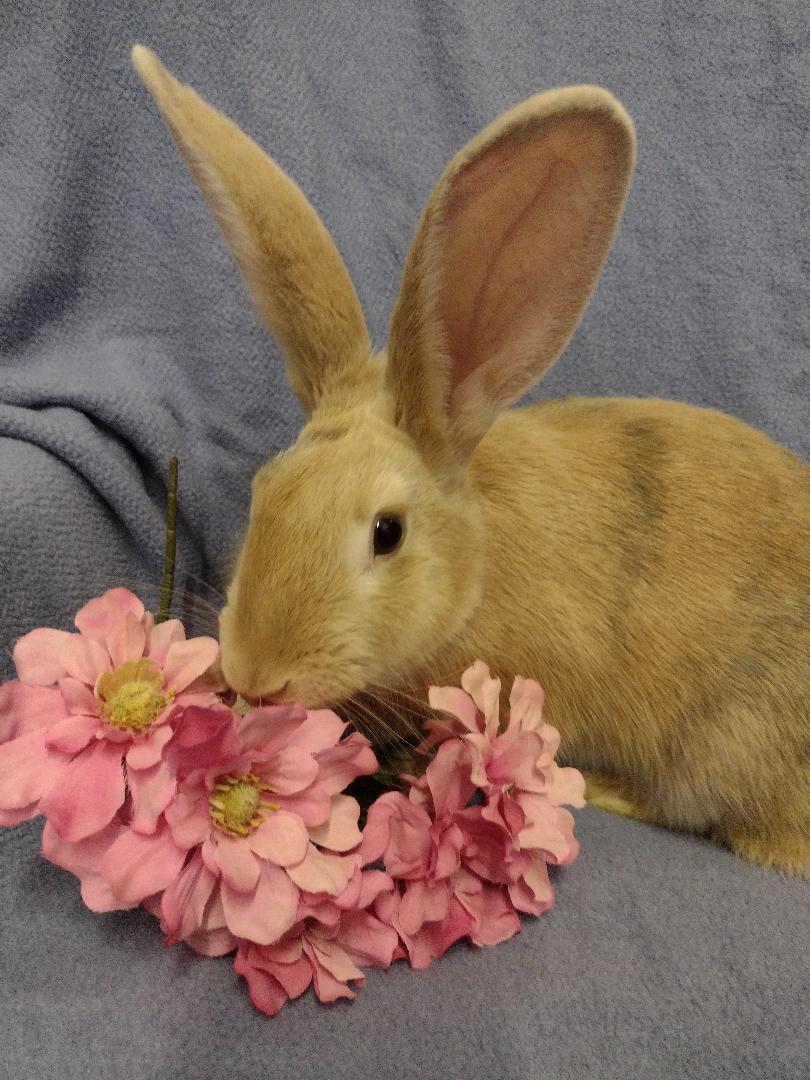 Shaela, a Adoptable Harlequin in Plymouth, MI image 2/3